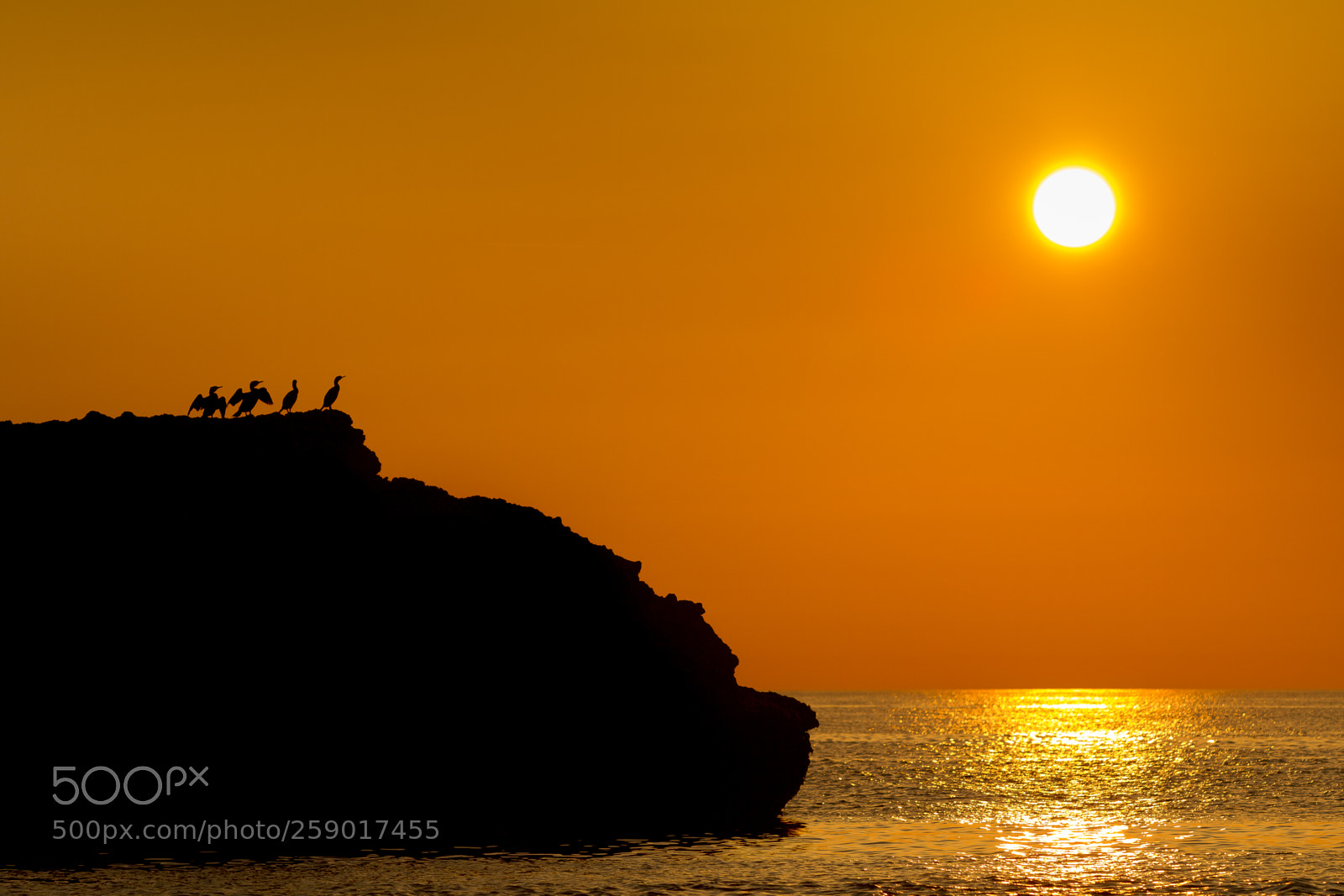 Canon EOS 7D sample photo. Silhouettes of birds at photography