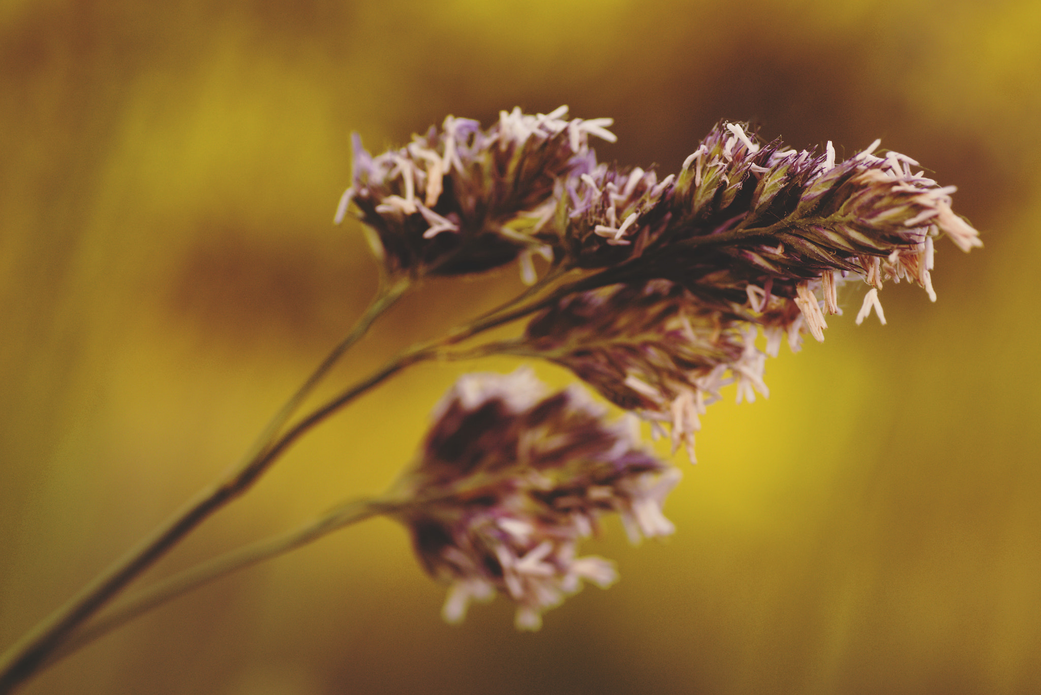 Sony SLT-A65 (SLT-A65V) + Tamron SP AF 90mm F2.8 Di Macro sample photo. Florals  #2/5 photography