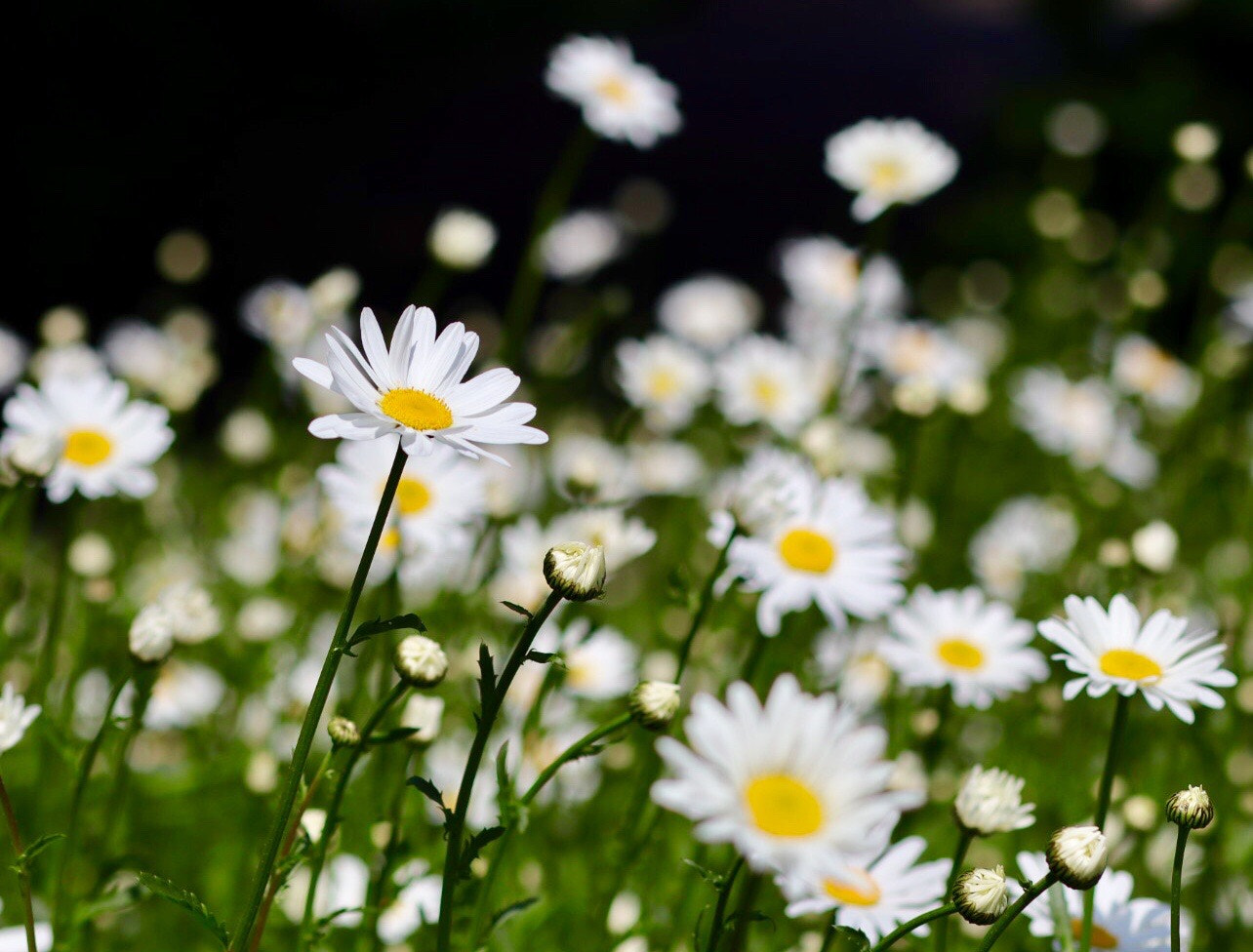 Canon EOS M50 (EOS Kiss M) sample photo. White, yellow & green photography