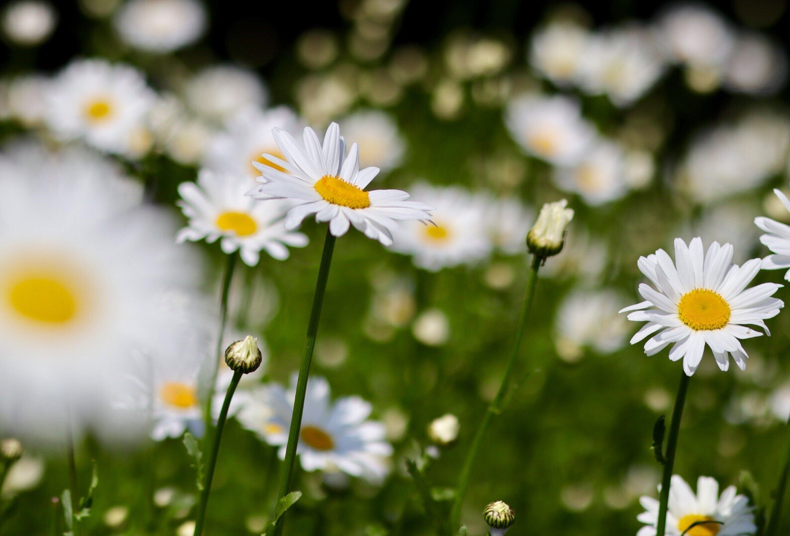 Canon EOS M50 (EOS Kiss M) sample photo. White, yellow & green photography