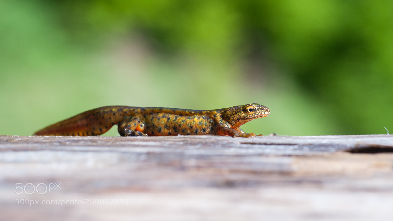 Nikon D700 sample photo. Carpathian newt photography