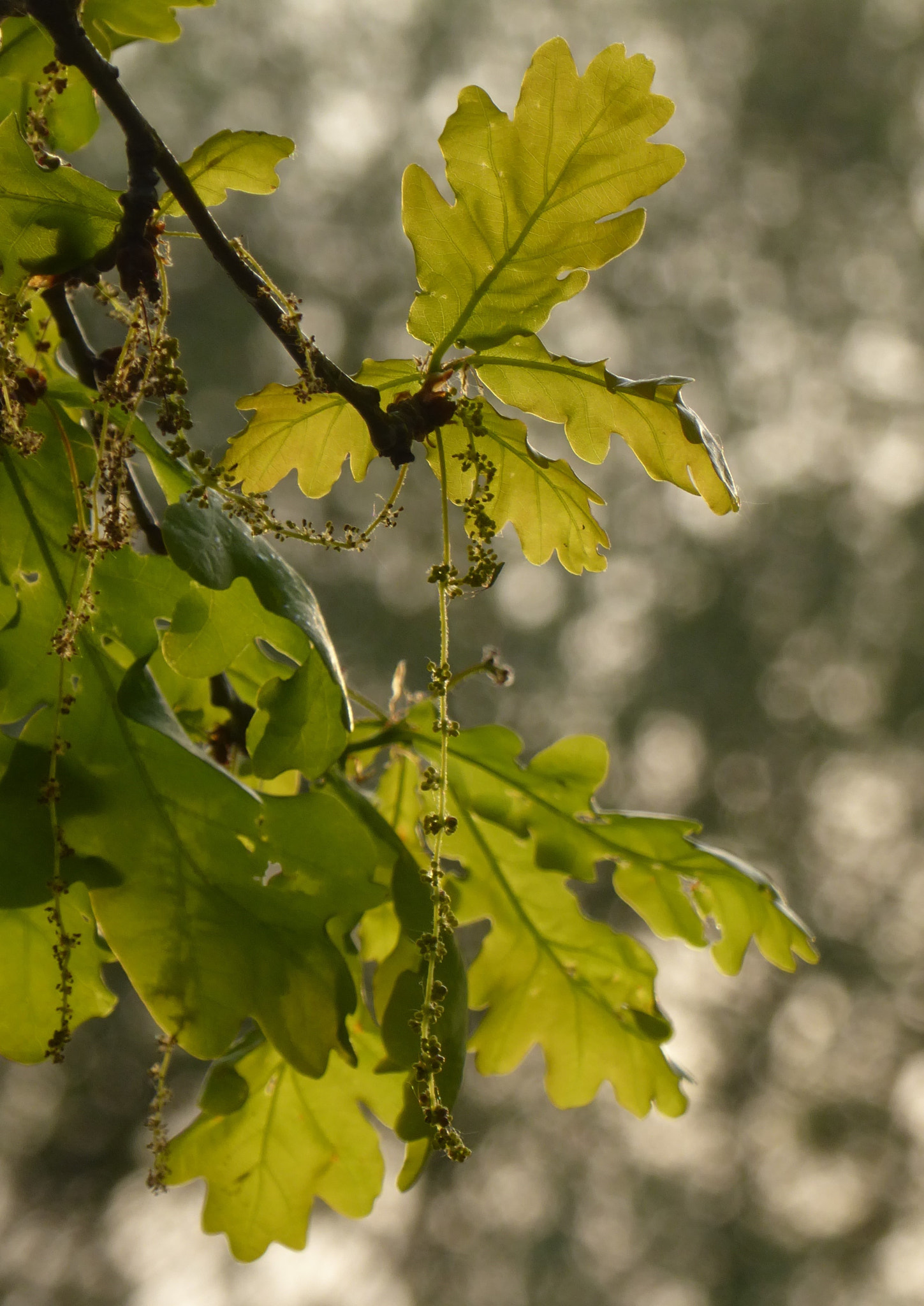 Panasonic Lumix DMC-ZS50 (Lumix DMC-TZ70) sample photo. Evening sun photography