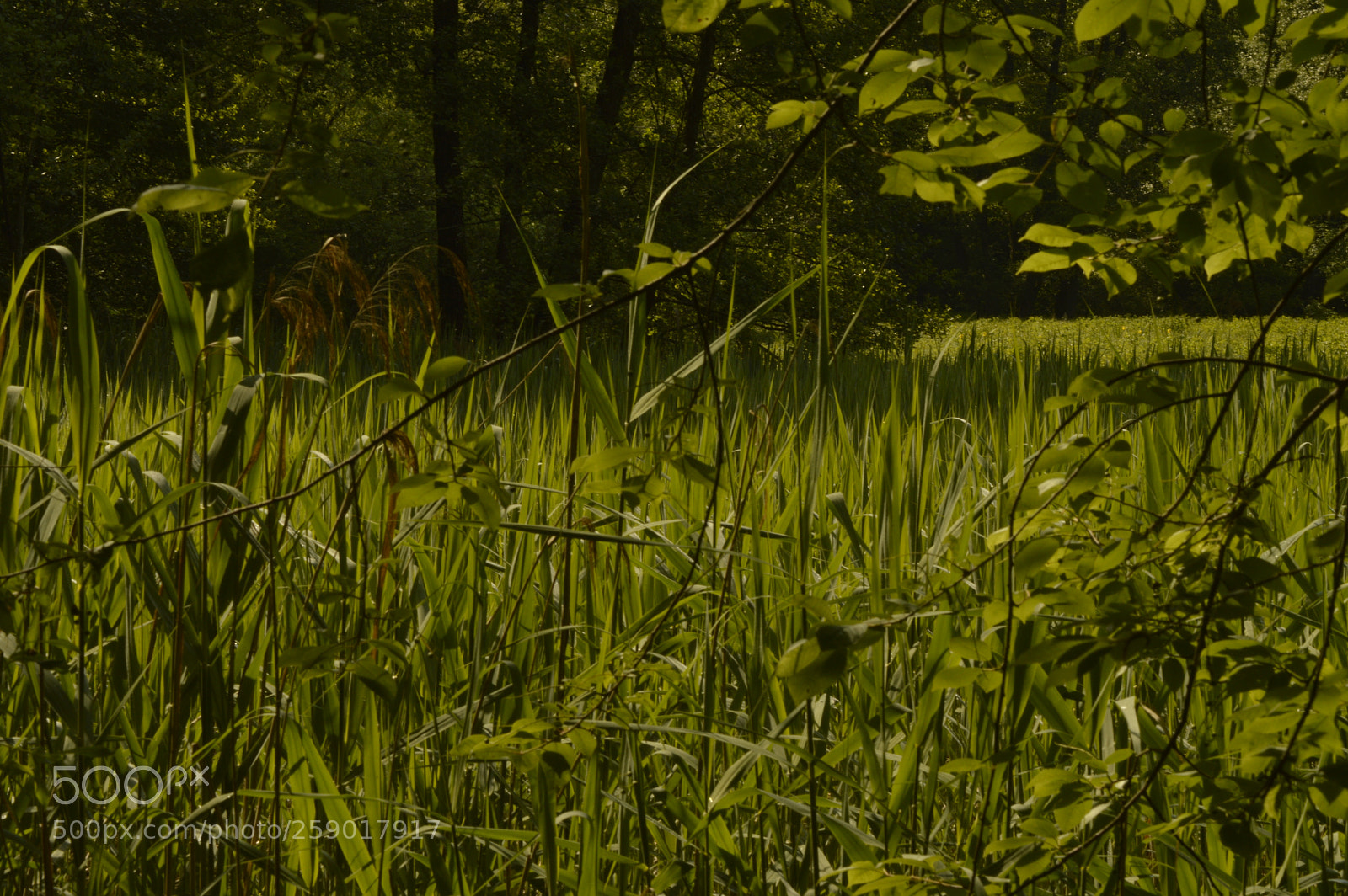 Nikon D3200 sample photo. Field full of reeds photography