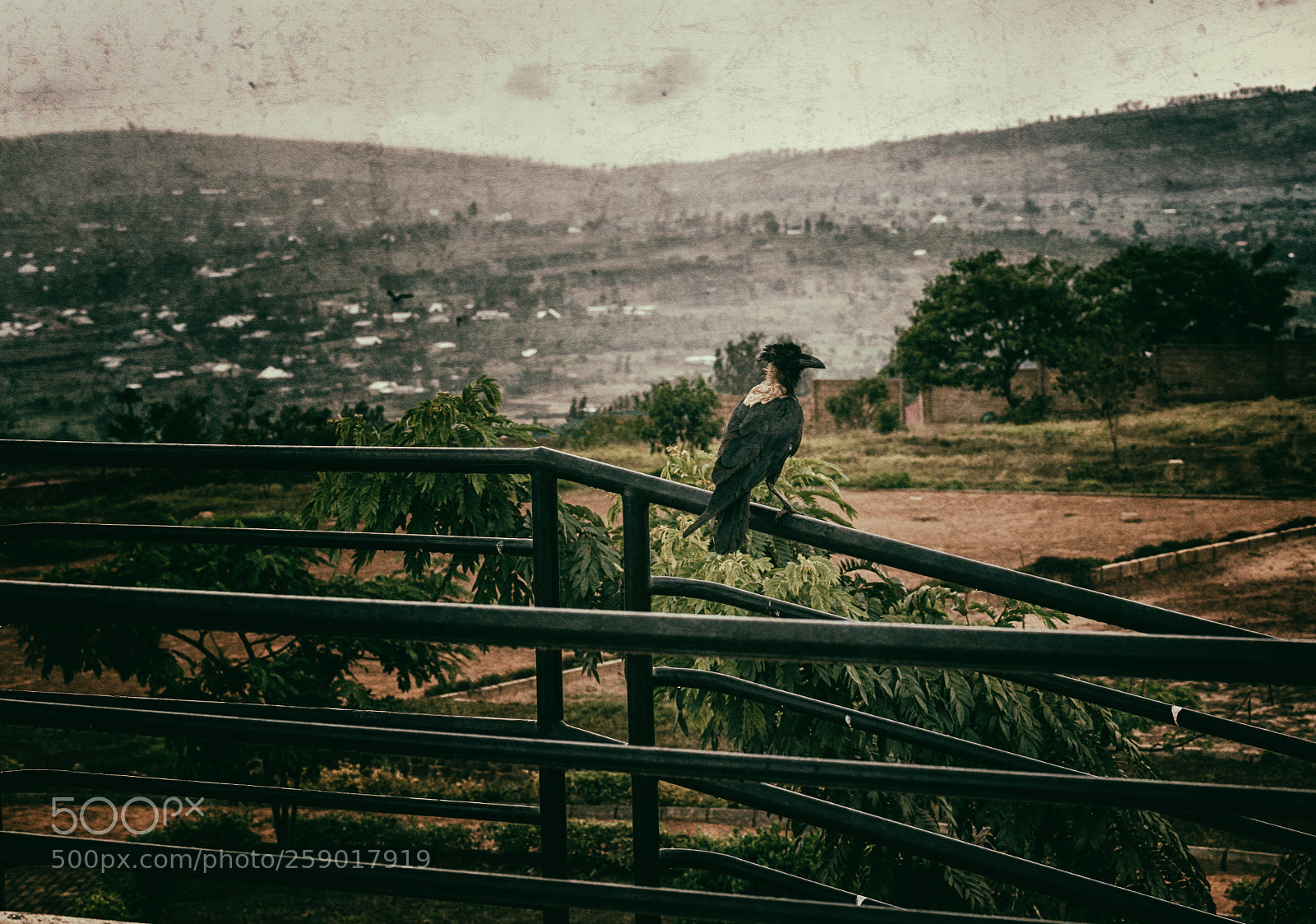 Sony a6000 sample photo. A bird in rwanda photography