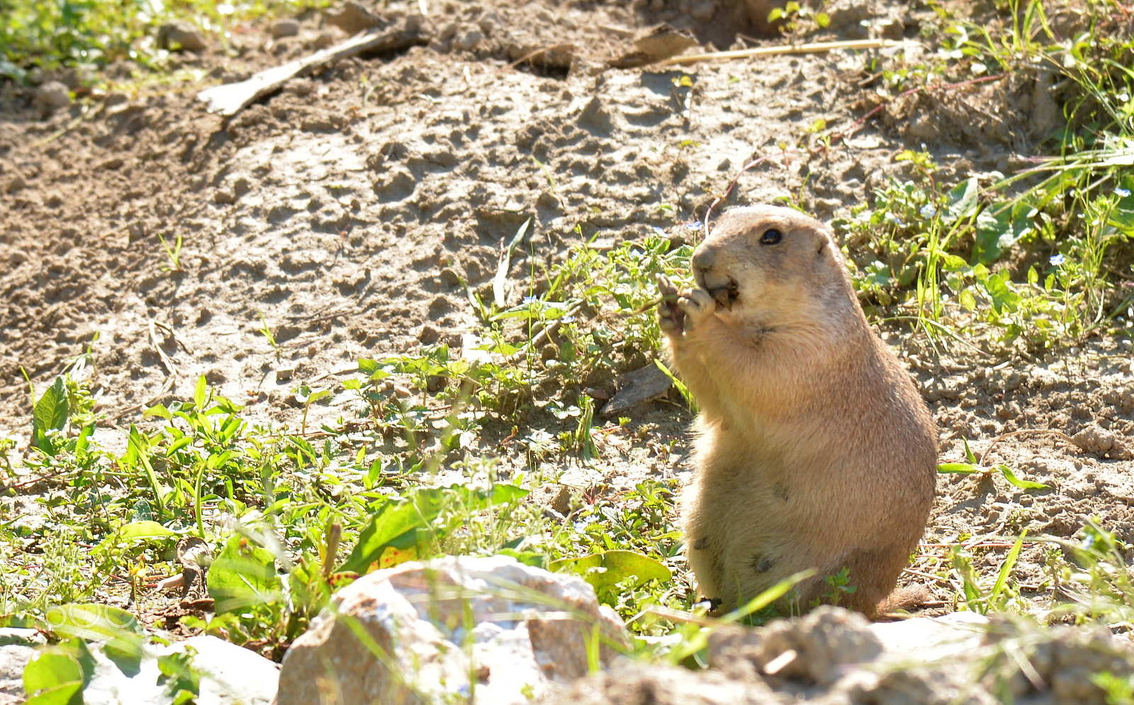 Nikon AF-S Nikkor 24-120mm F4G ED VR sample photo. Prairie dog photography