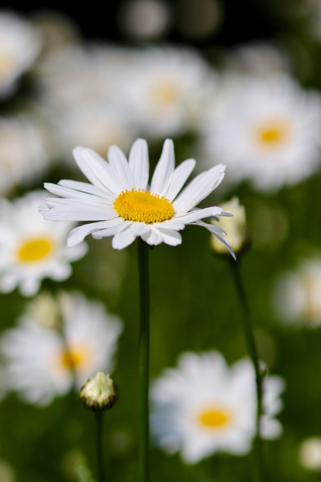 Canon EOS M50 (EOS Kiss M) sample photo. White, yellow & green photography
