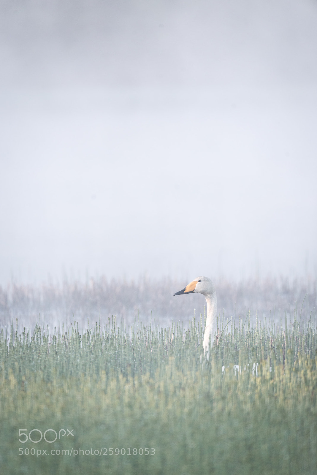 Nikon D750 sample photo. Swan photography