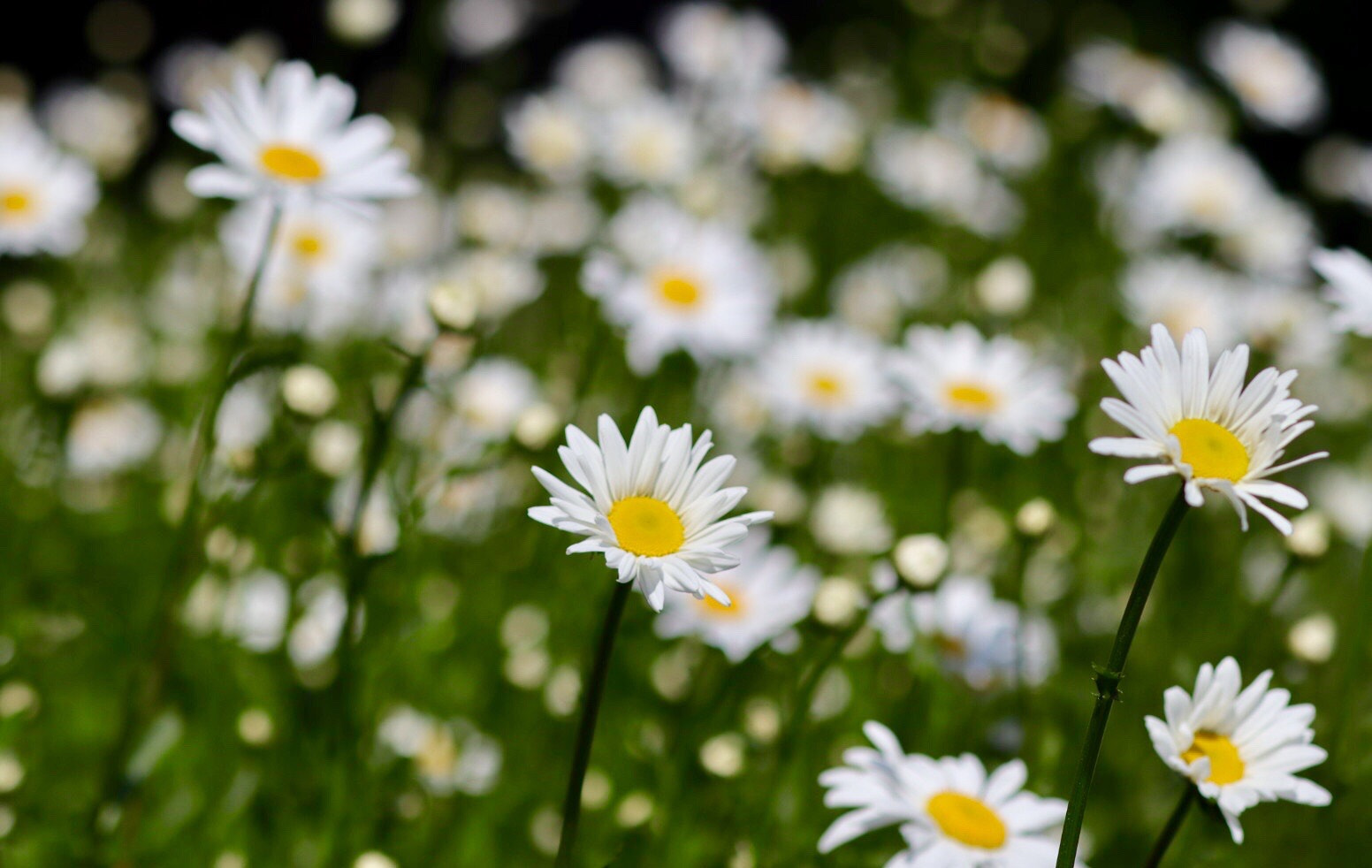 Canon EOS M50 (EOS Kiss M) sample photo. White, yellow & green photography