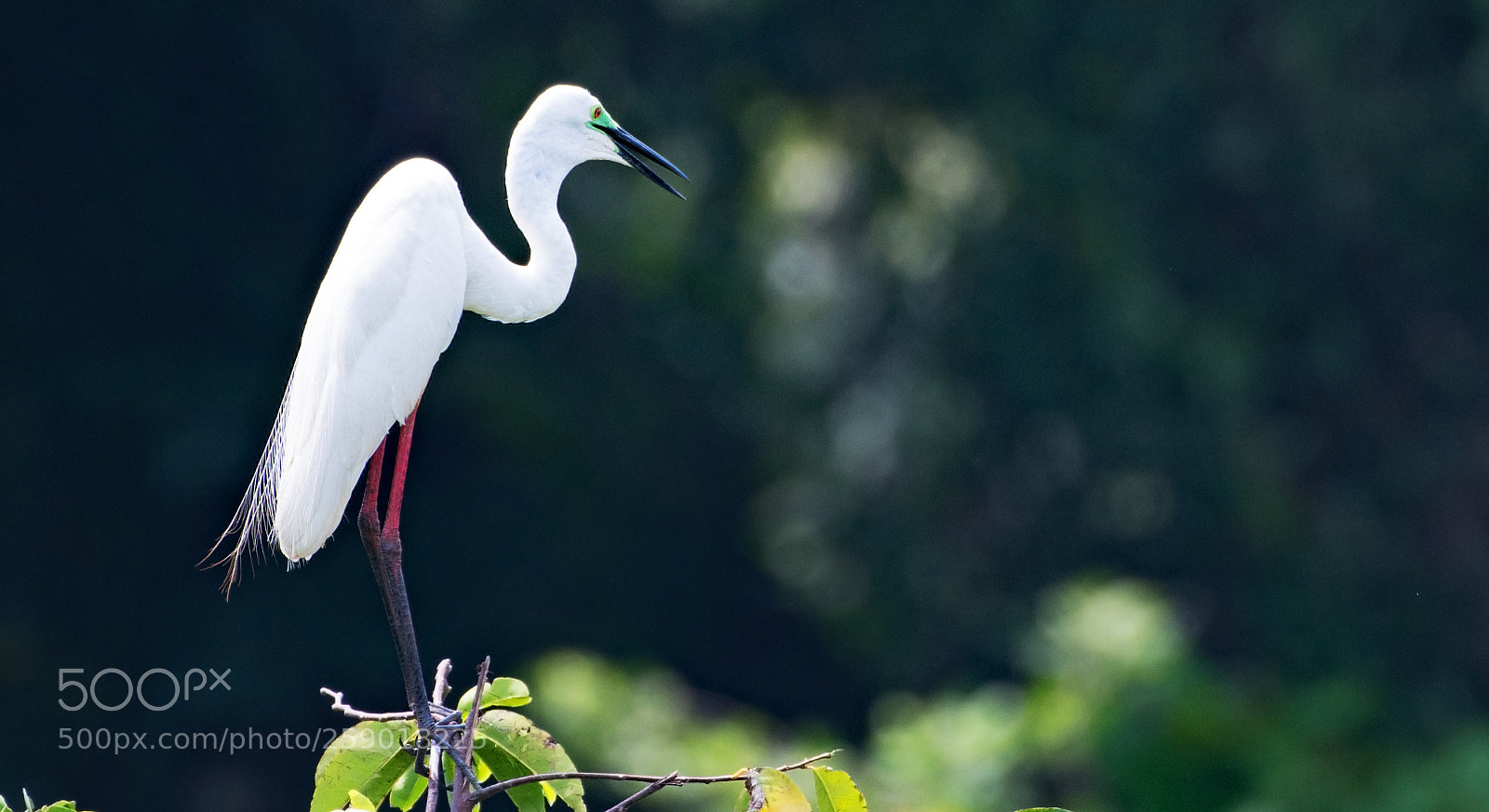 Nikon D500 sample photo. Egret photography