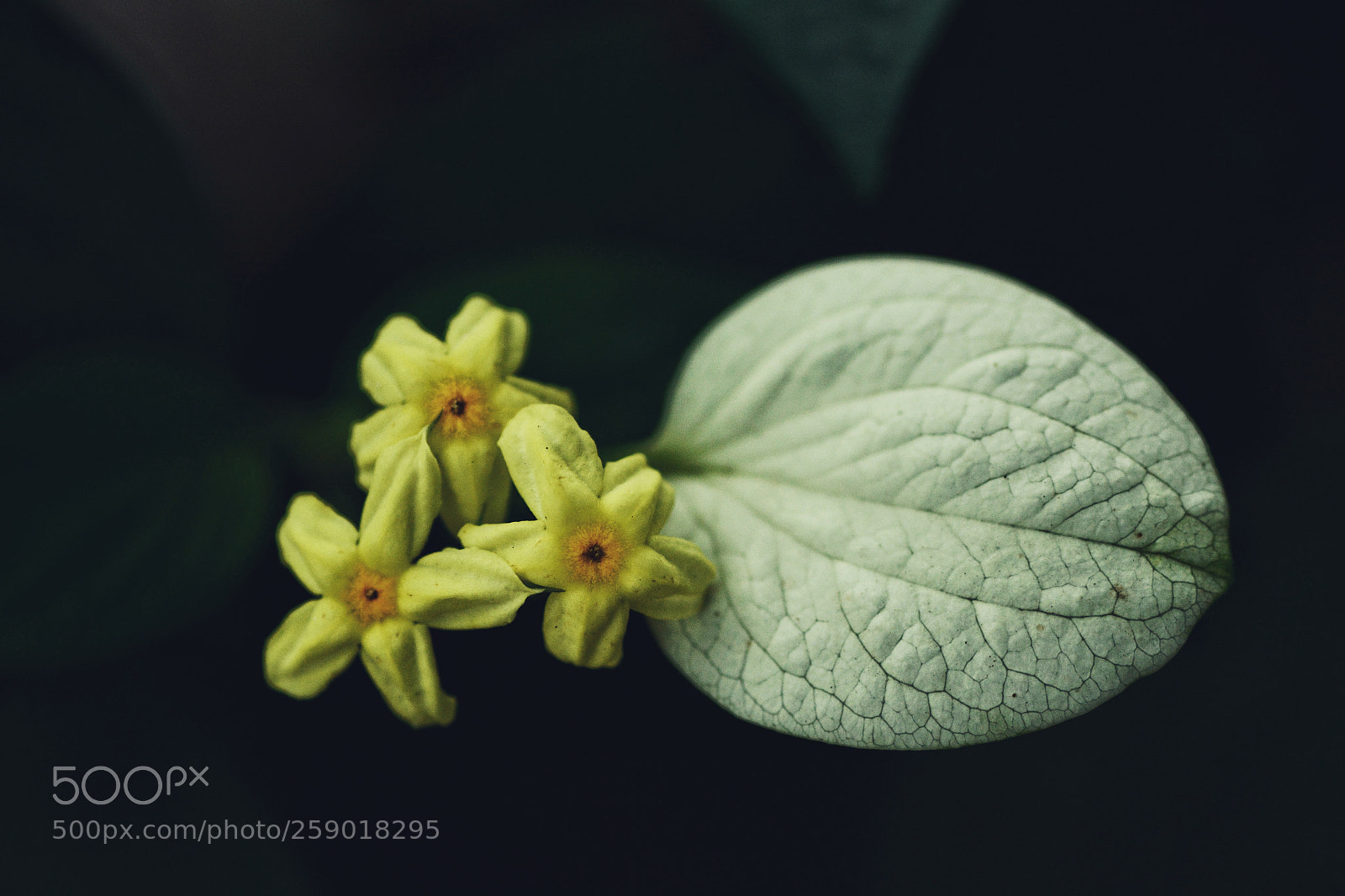 Nikon D7100 sample photo. Untitled photography