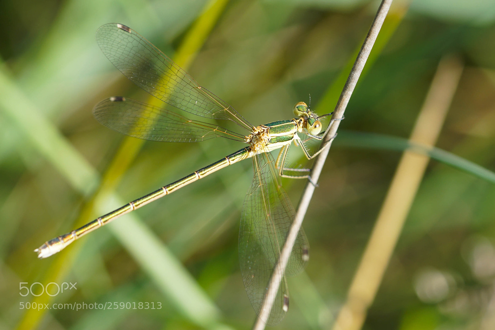 Sony a6500 sample photo. Dragonfly photography
