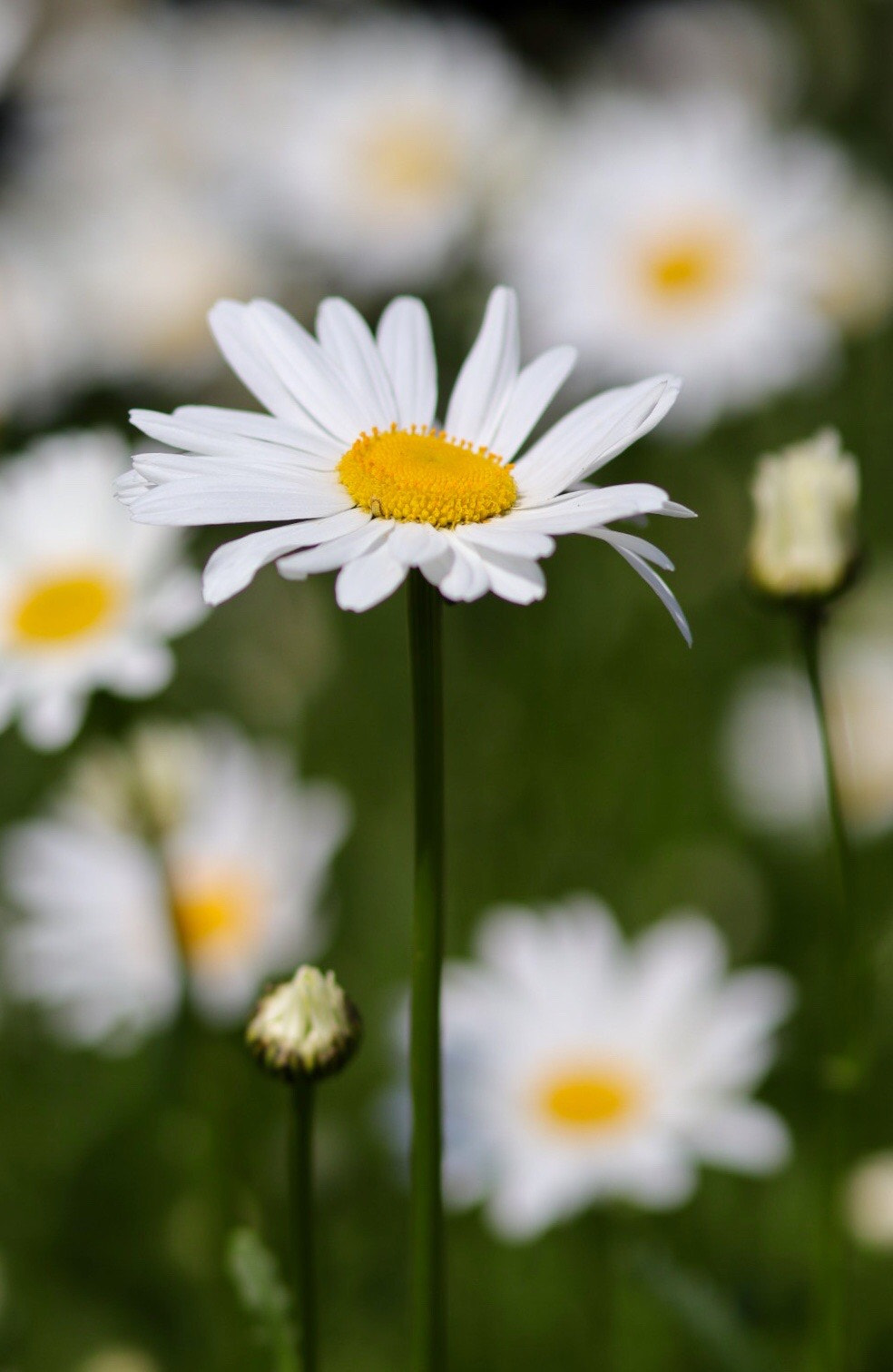 Canon EOS M50 (EOS Kiss M) sample photo. White, yellow & green photography