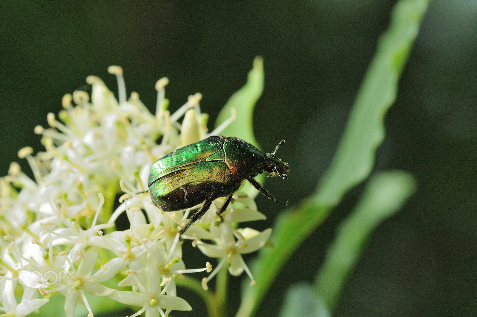 Nikon D3 sample photo. Flower chafer photography