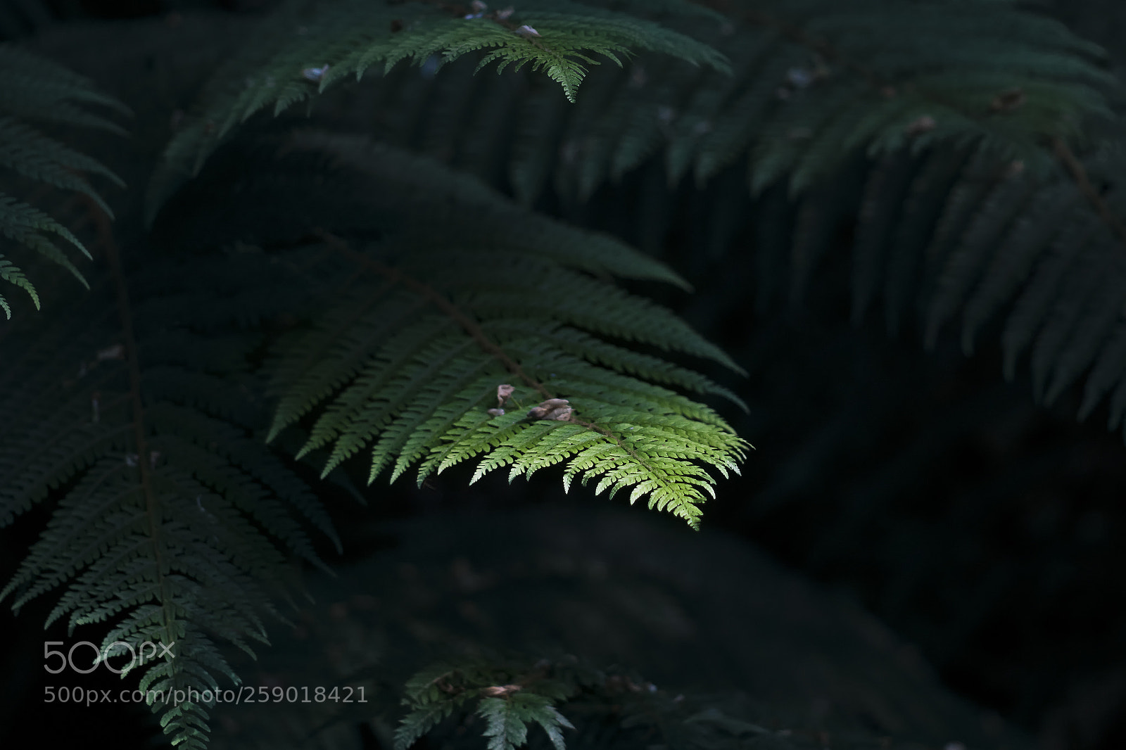 Sony ILCA-77M2 sample photo. Foliage in black photography