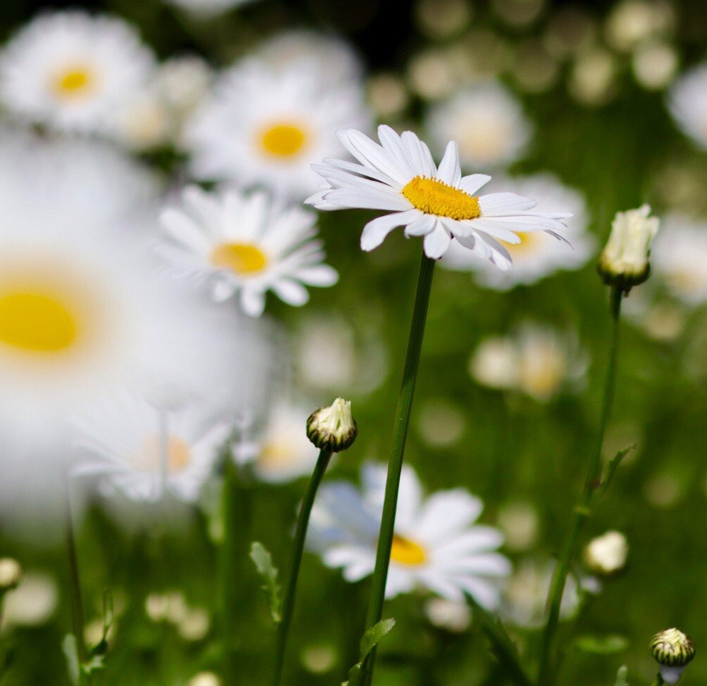 Canon EOS M50 (EOS Kiss M) sample photo. White, yellow & green photography