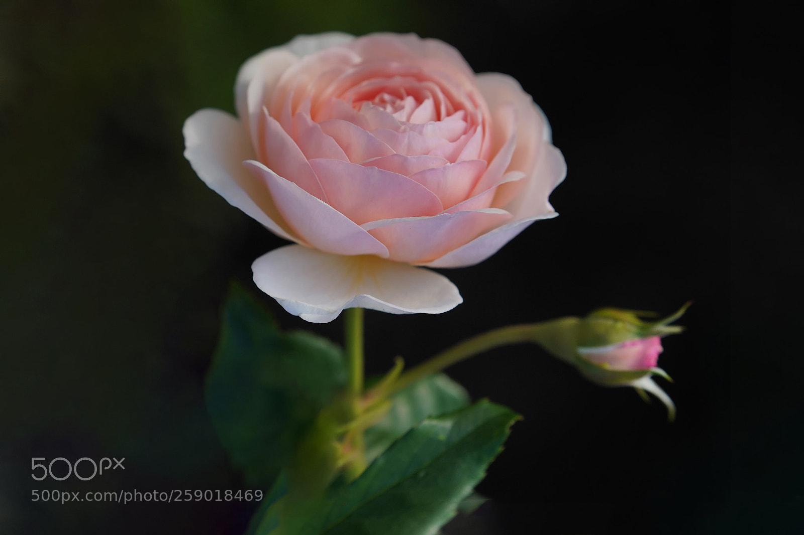 Sony a7R III sample photo. Rose photography