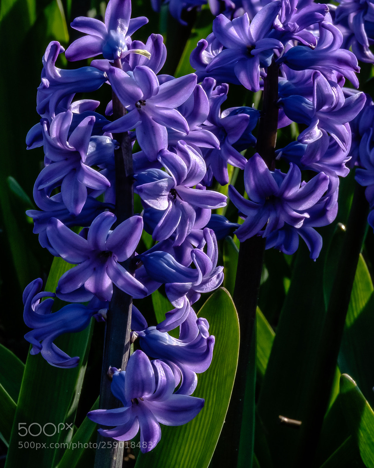 Fujifilm X-T1 sample photo. Hyacinthus photography