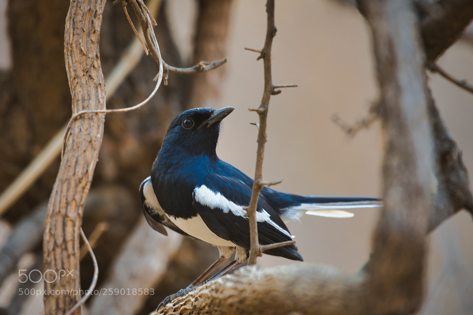 Nikon D750 sample photo. View of a bird photography