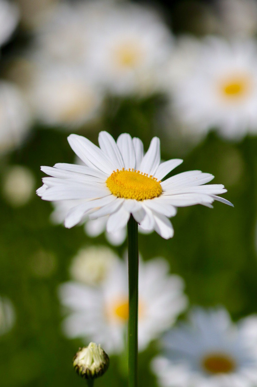 Canon EOS M50 (EOS Kiss M) sample photo. White, yellow & green photography