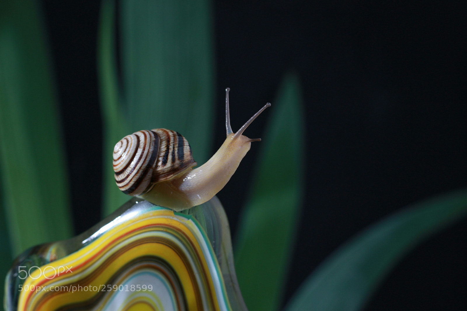 Canon EOS 100D (EOS Rebel SL1 / EOS Kiss X7) sample photo. Snail photography