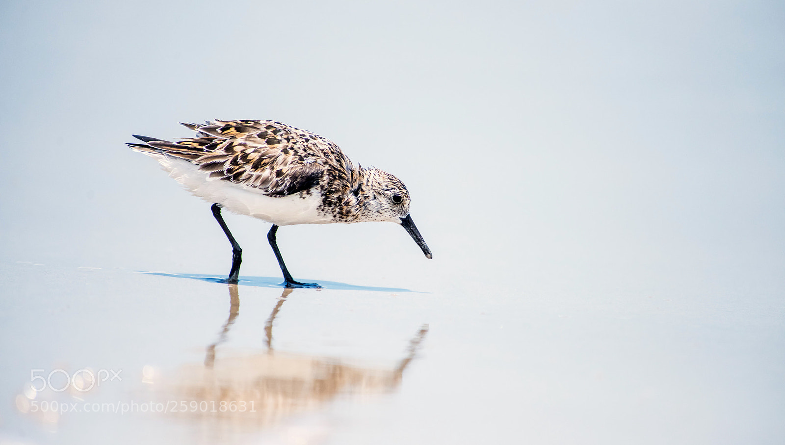 Nikon D810 sample photo. Sanderling and the sand photography