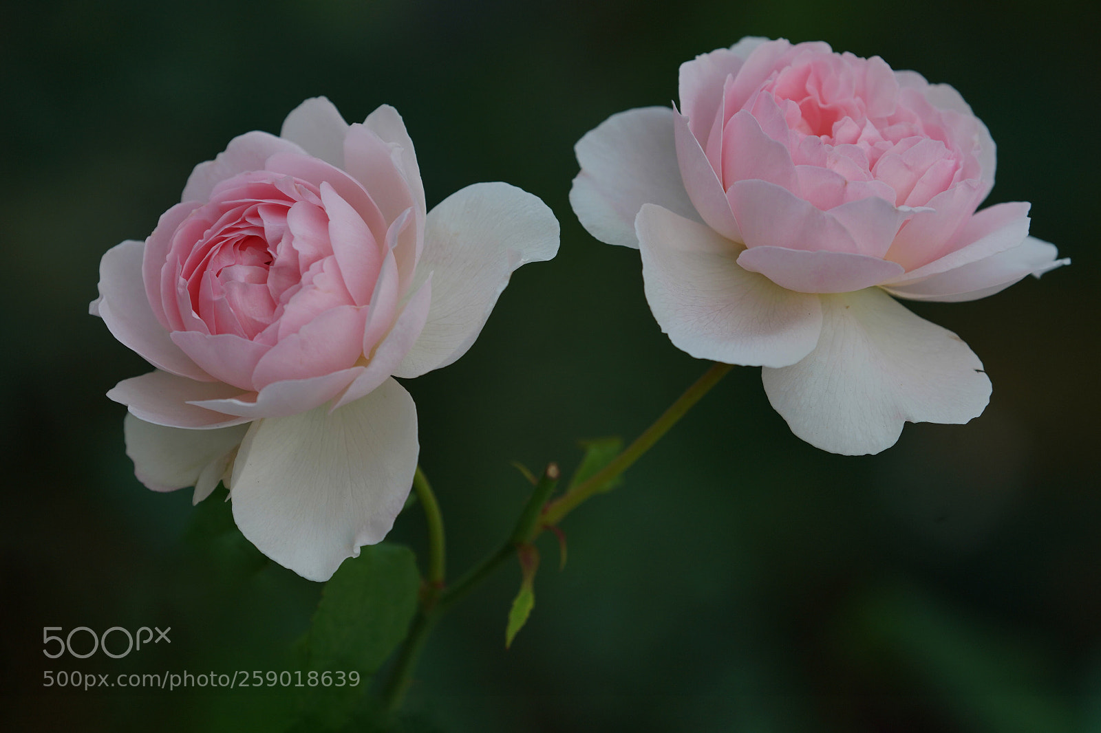 Sony a7R III sample photo. Rose photography
