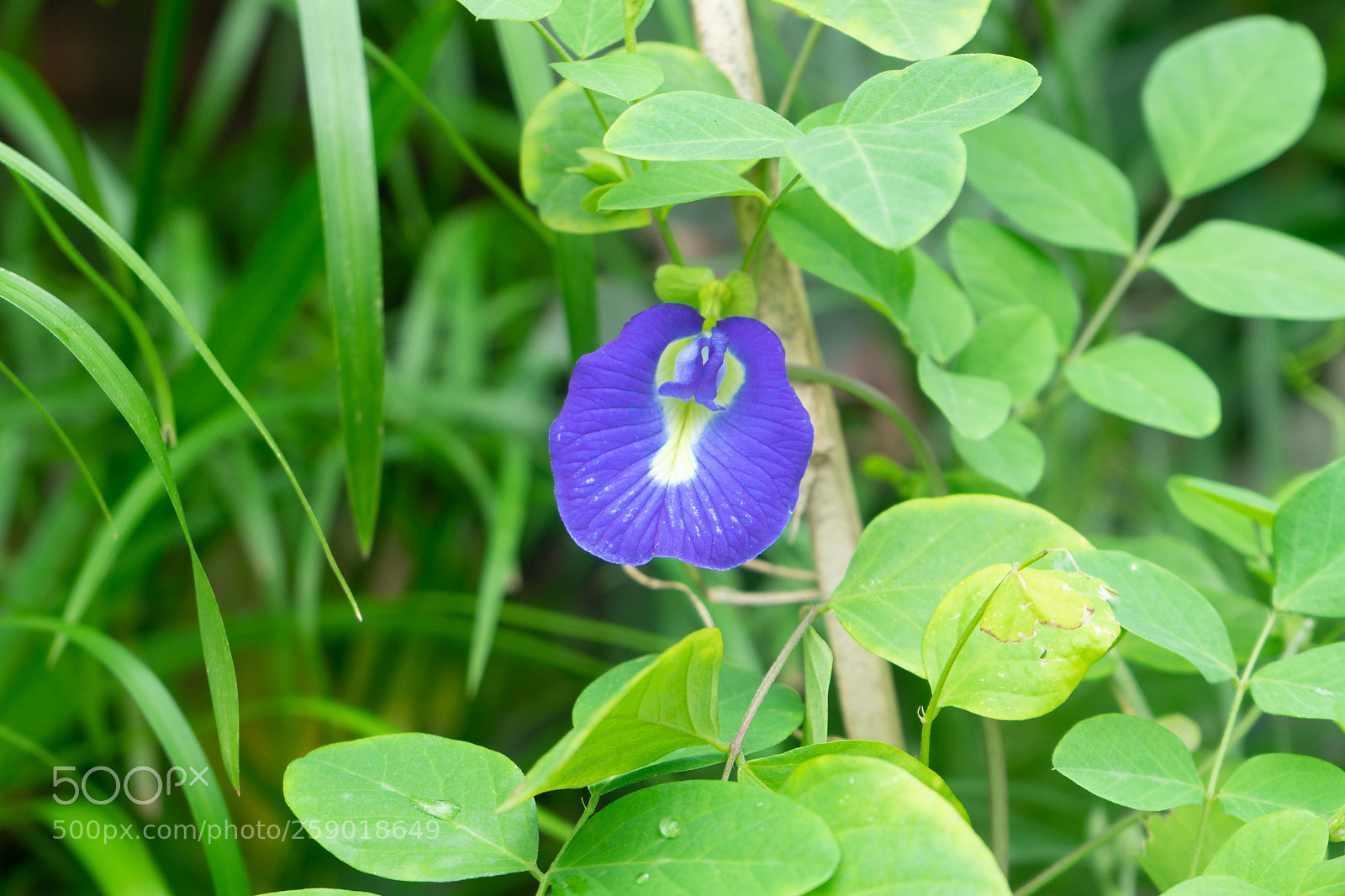 Sony a7 sample photo. Rare oporajeta flower 2 photography