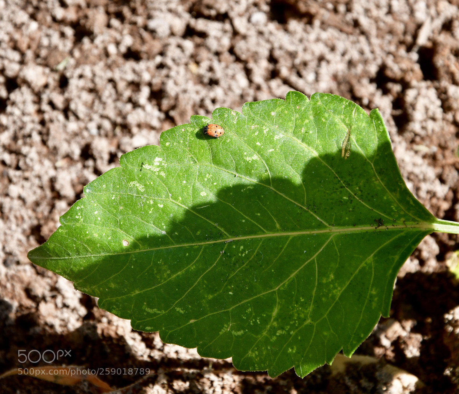 Nikon D7500 sample photo. Home. photography