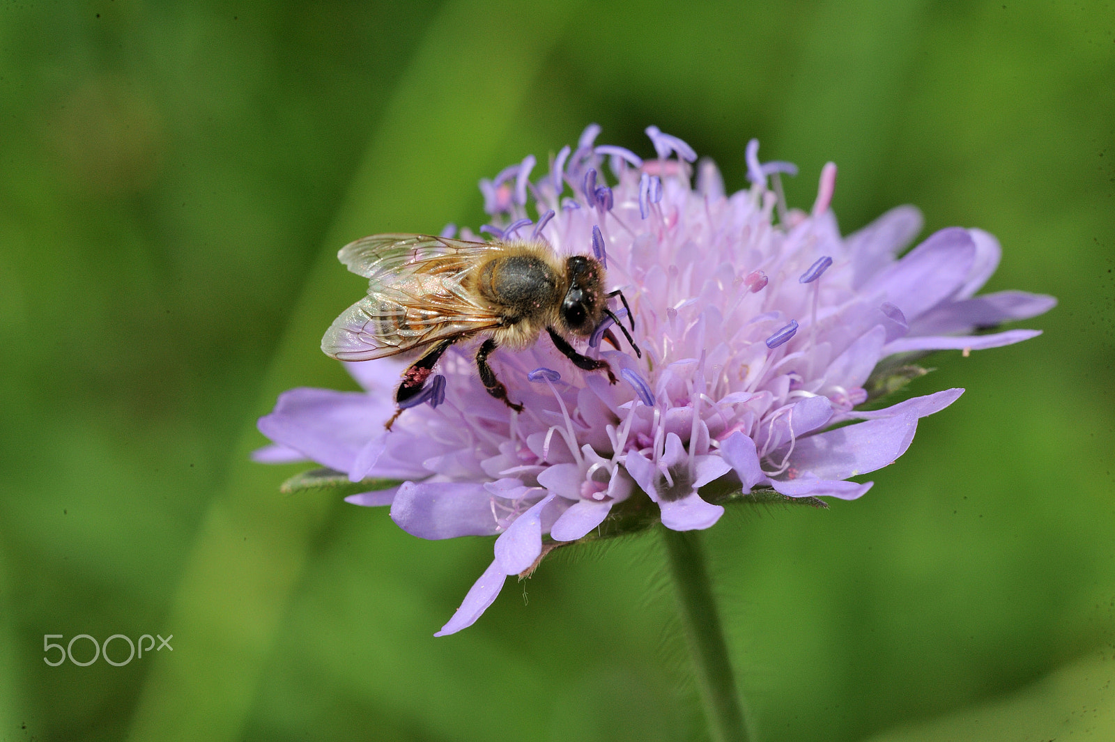 Nikon AF-S Micro-Nikkor 105mm F2.8G IF-ED VR sample photo. Honey-bee photography