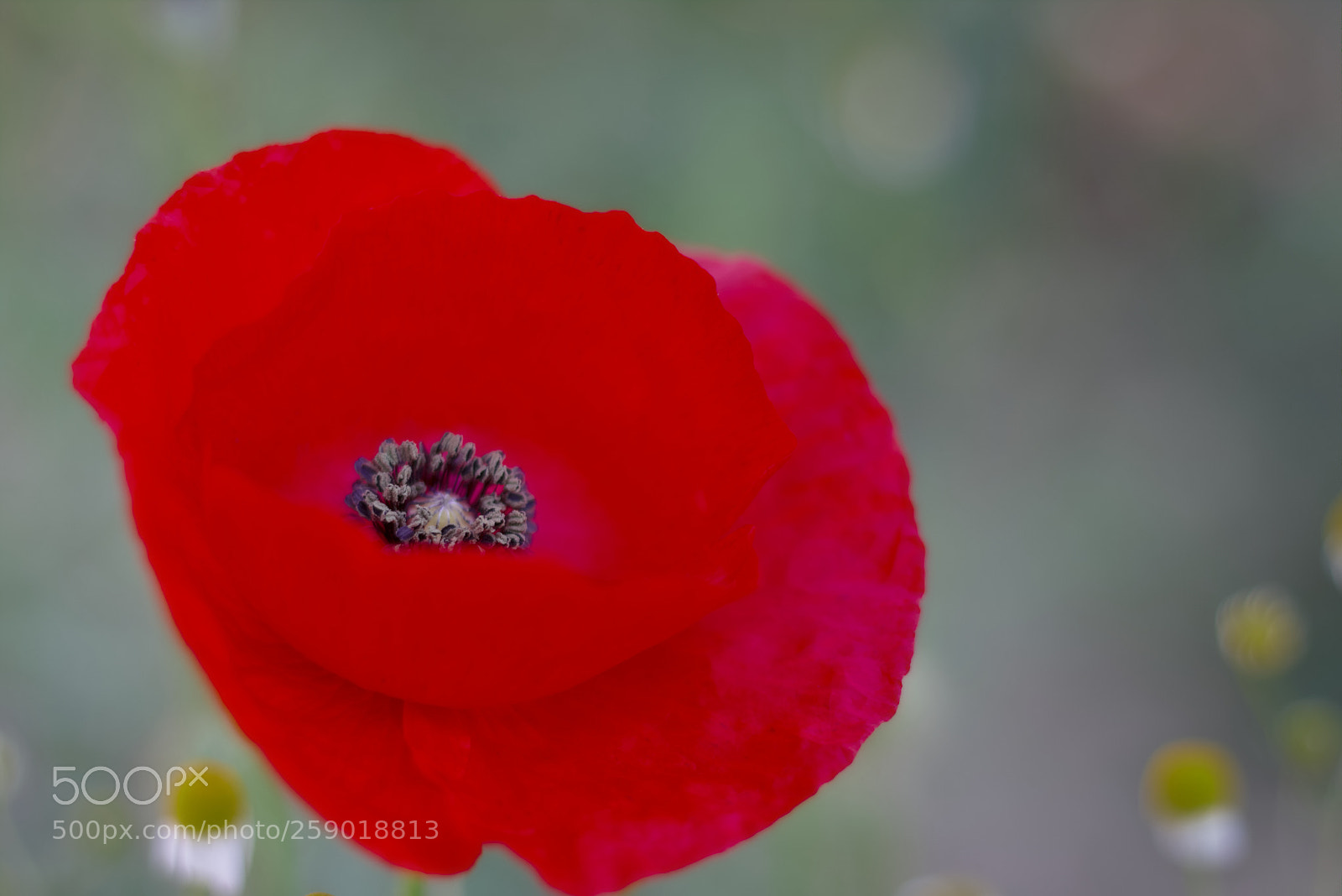 Canon EOS 70D + Canon EF 50mm F1.8 STM sample photo. Tutto il colore che photography