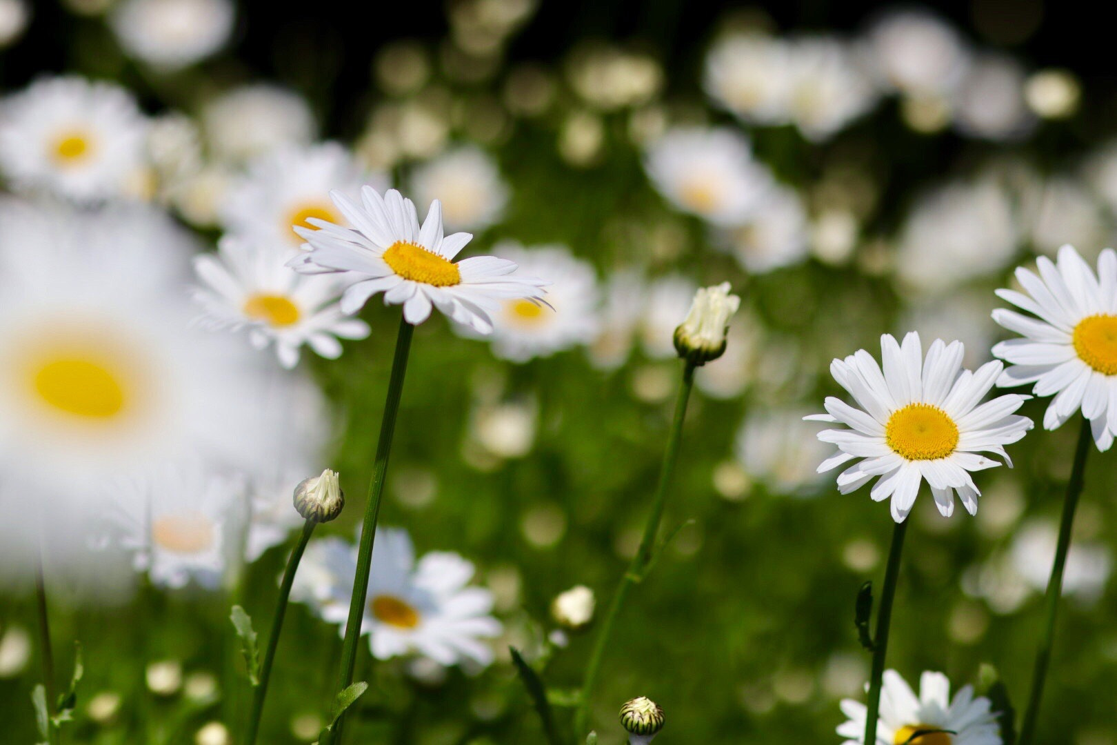 Canon EOS M50 (EOS Kiss M) sample photo. White, yellow & green photography