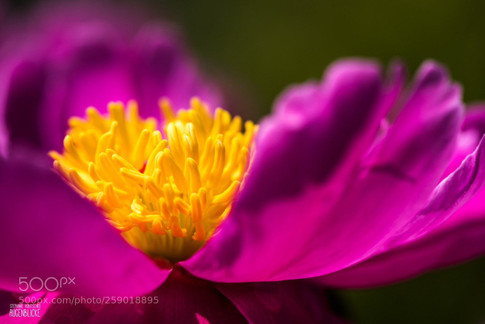 Nikon D750 sample photo. Paeonia photography