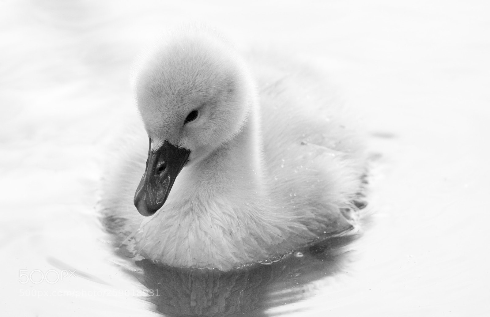Nikon D300 sample photo. Cygnet portrait photography