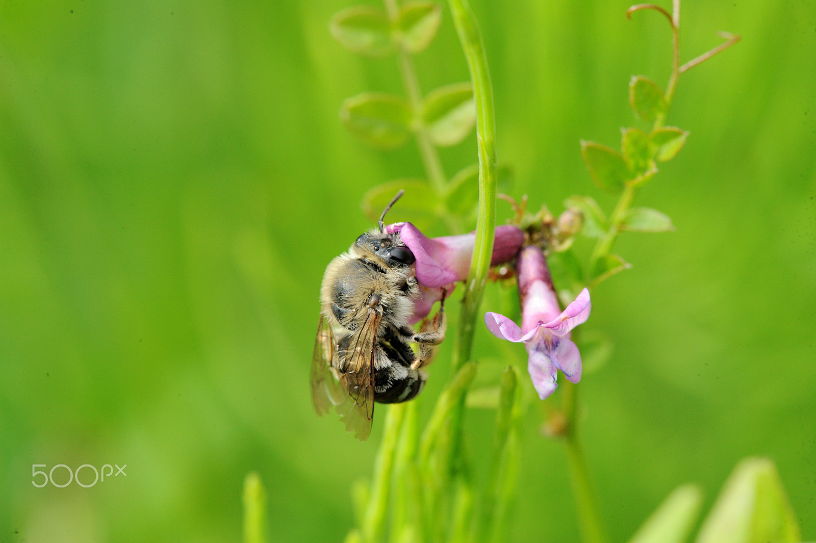 Nikon D3 + Nikon AF-S Micro-Nikkor 105mm F2.8G IF-ED VR sample photo. Wild bee photography