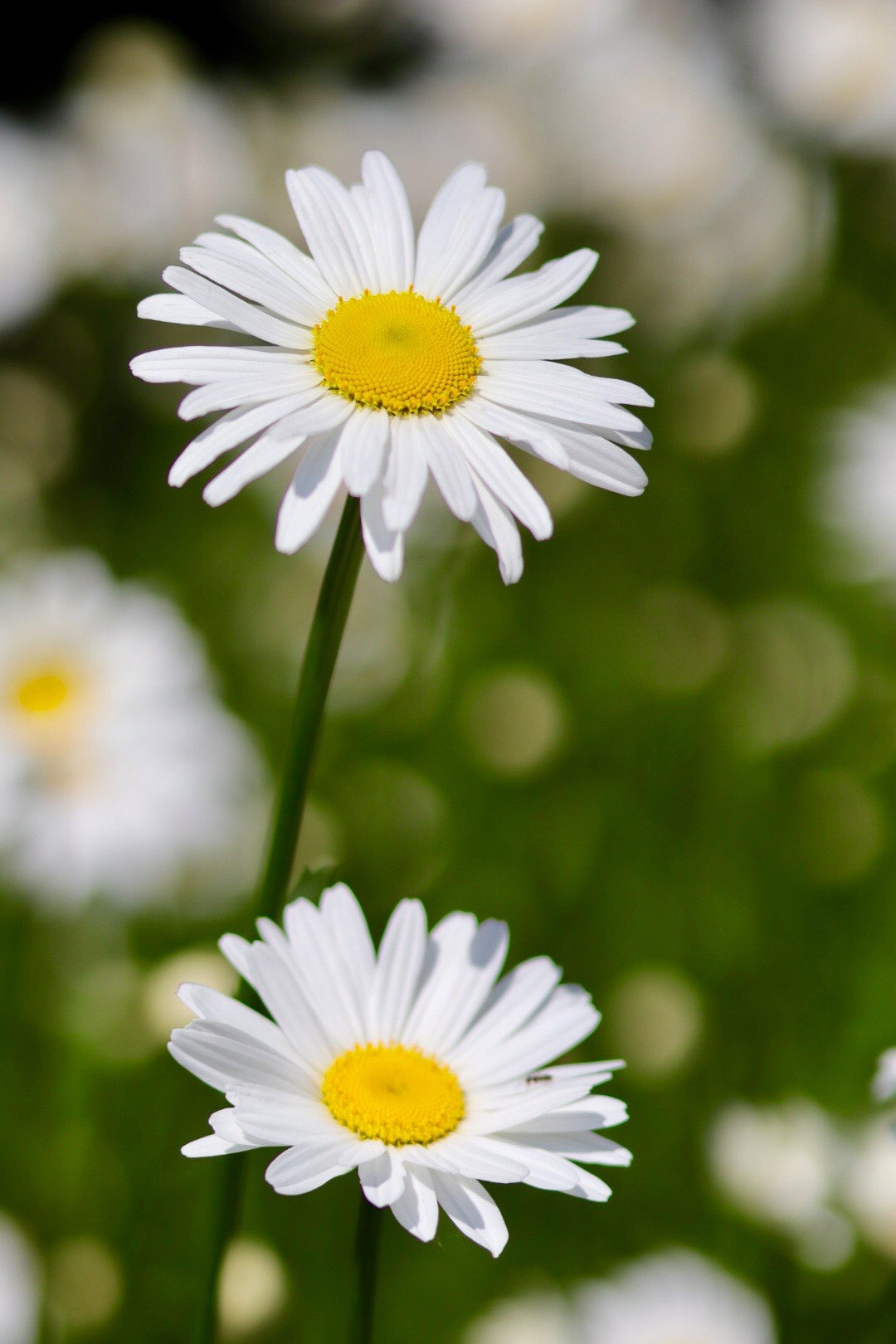 Canon EOS M50 (EOS Kiss M) sample photo. White, yellow & green photography