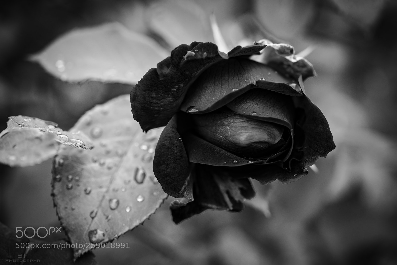Nikon D750 sample photo. Black rose - 140 photography