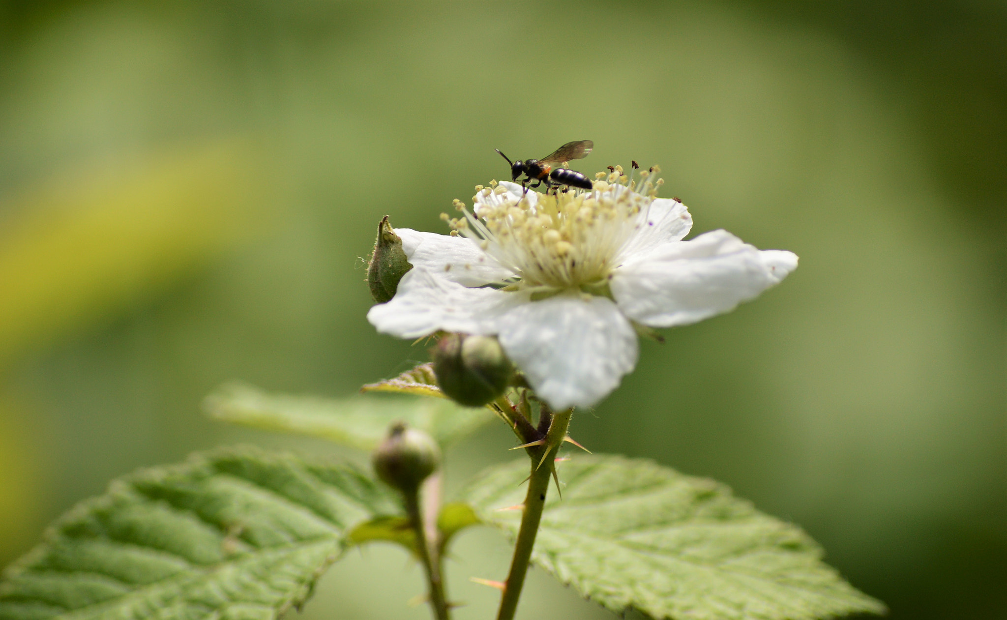 Nikon D3200 sample photo