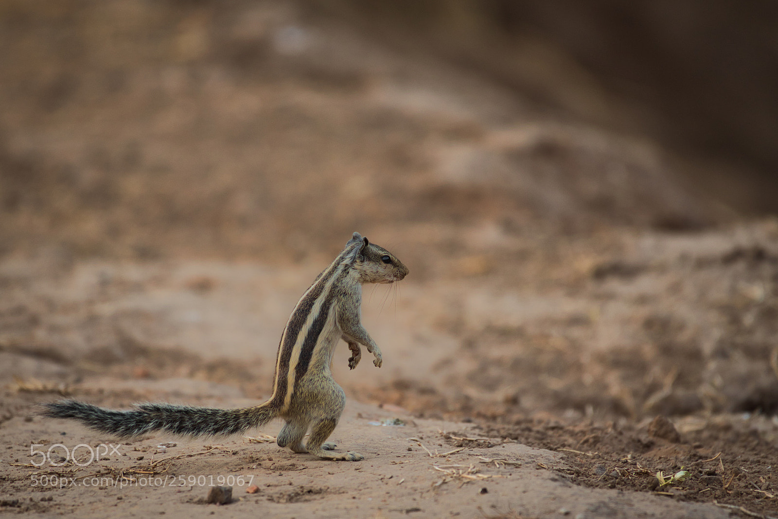Nikon D750 sample photo. View of a squirrel photography