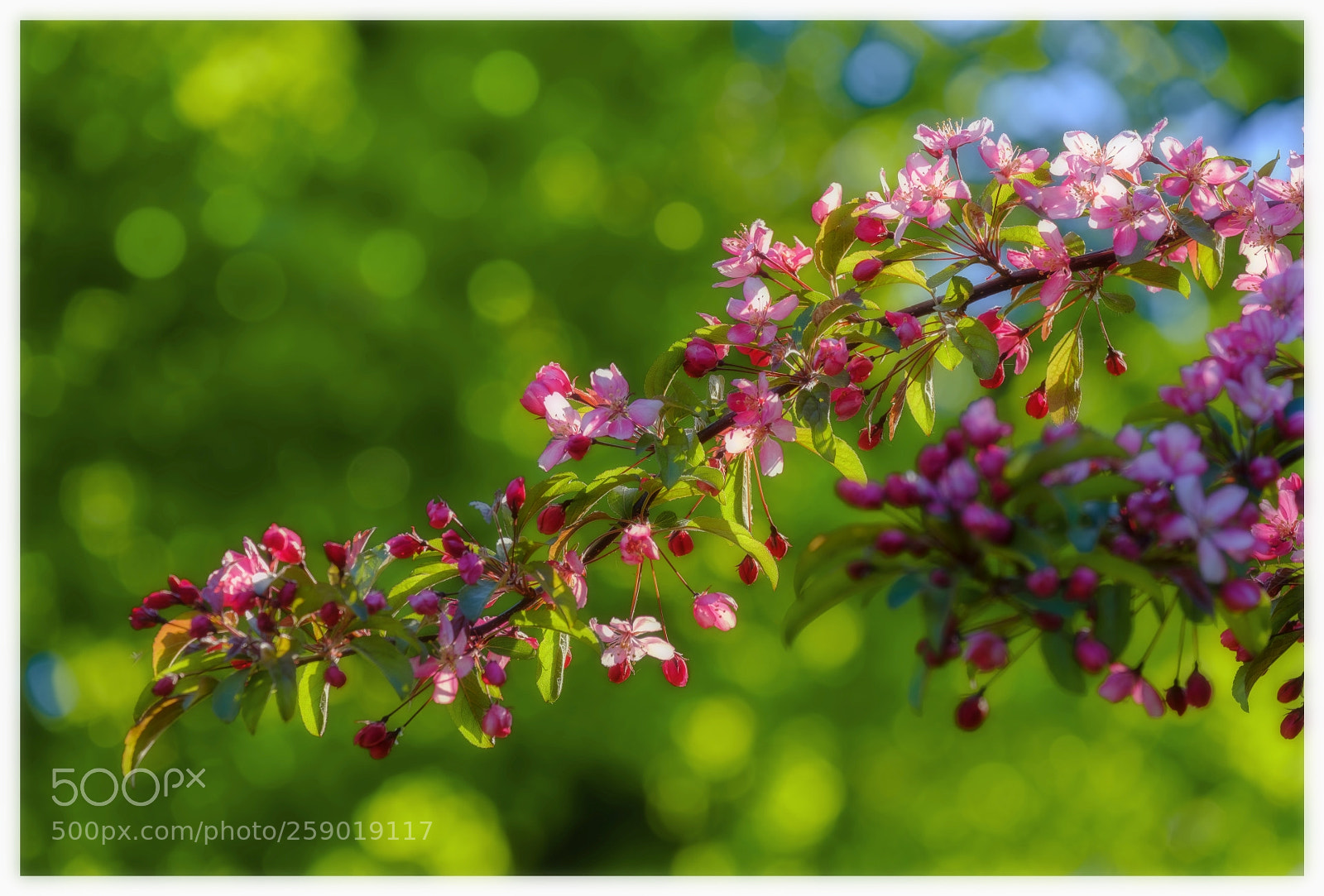 Fujifilm X-T20 sample photo. More blossoms photography