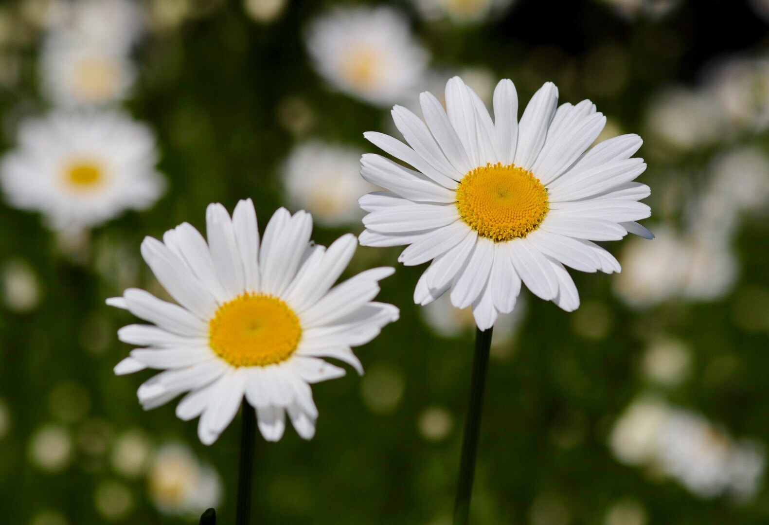 Canon EOS M50 (EOS Kiss M) sample photo. White, yellow & green photography