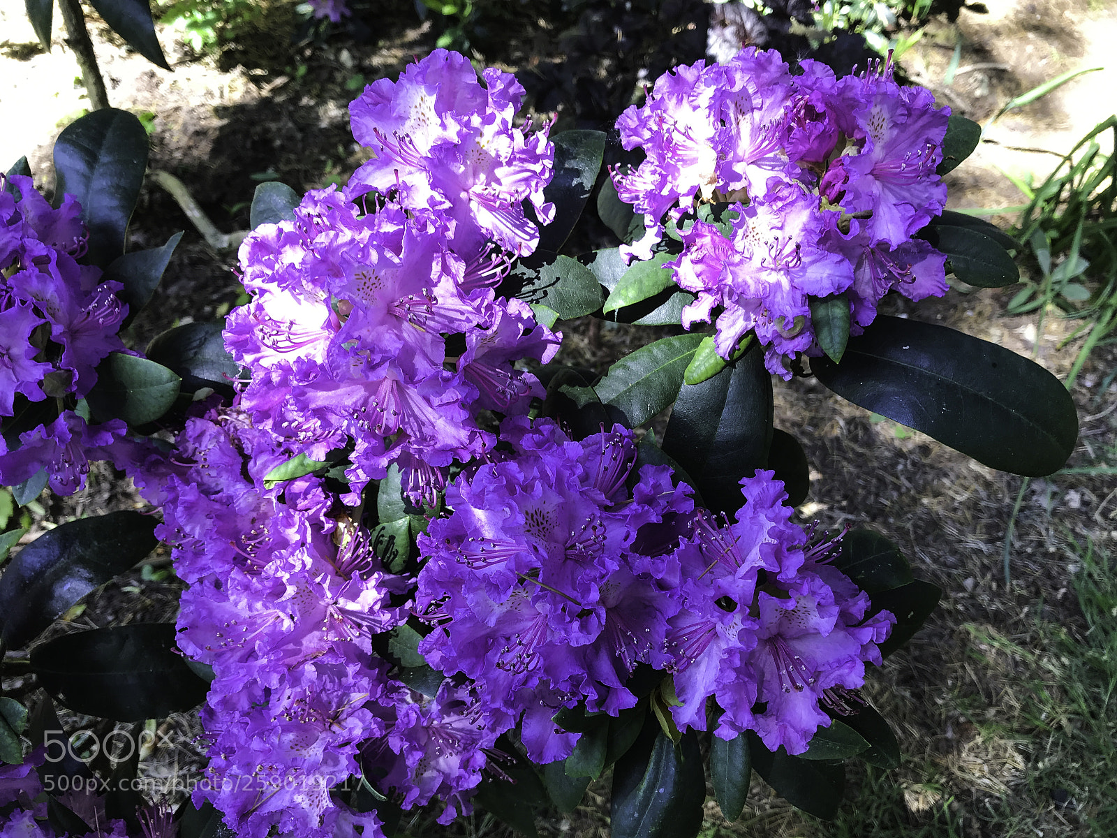 Apple iPhone 7 sample photo. Rhododendron heaven photography