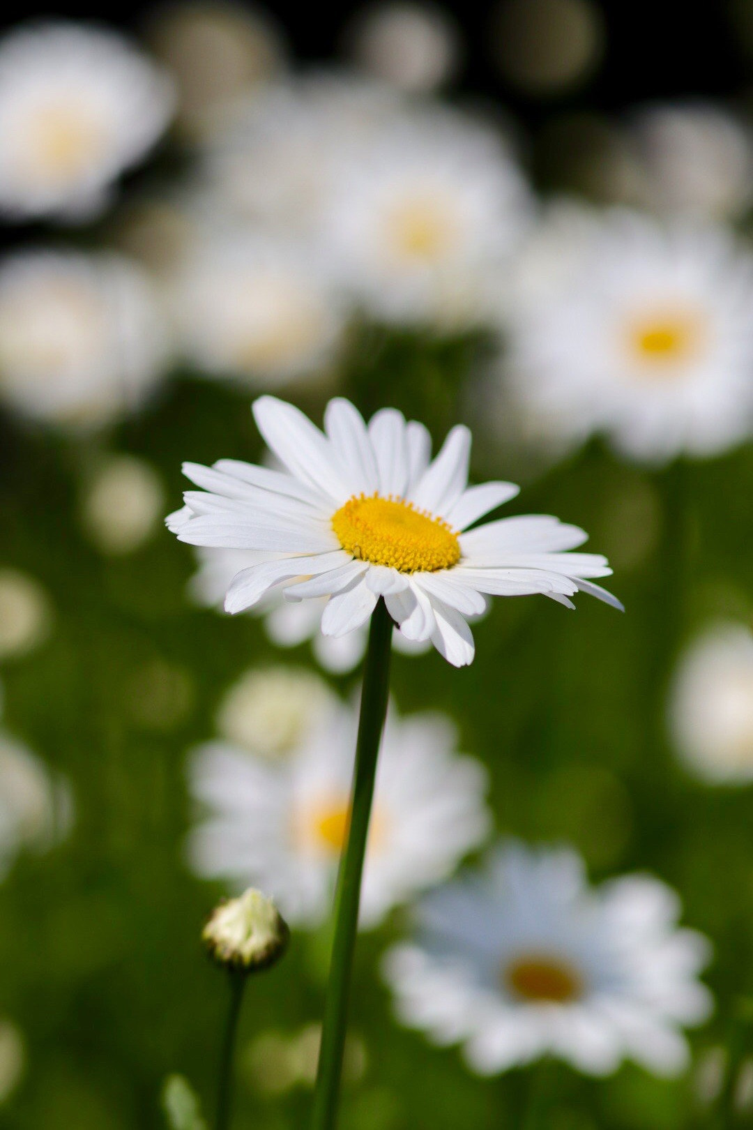 Canon EOS M50 (EOS Kiss M) sample photo. White, yellow & green photography