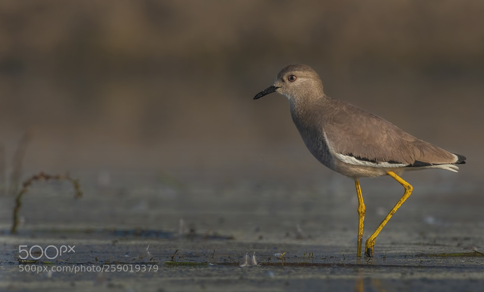 Nikon D500 sample photo. White tailed lapwing photography