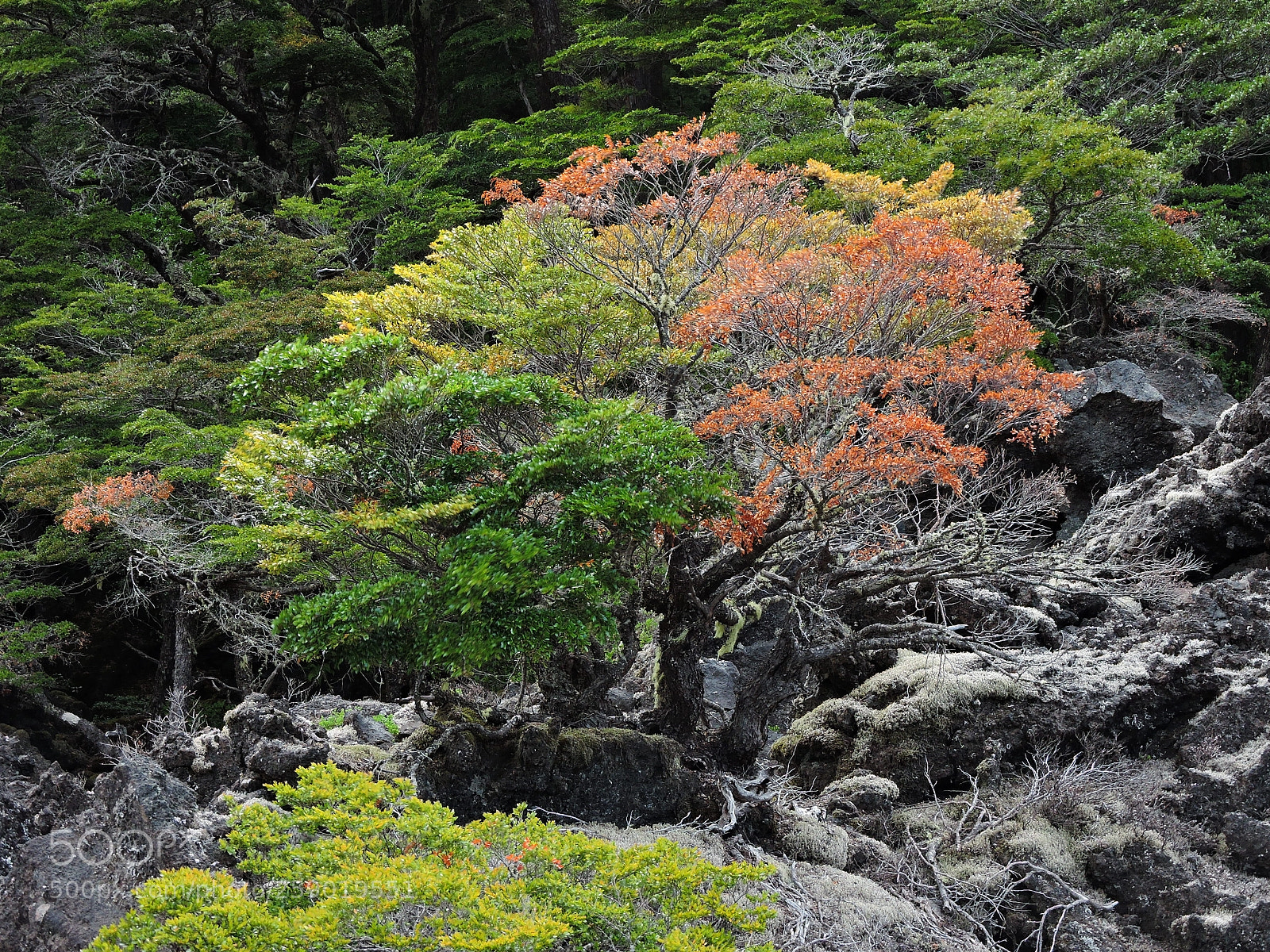 Nikon Coolpix P600 sample photo. The tree of seasons photography