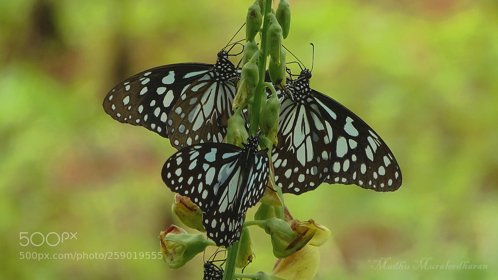 Sony Cyber-shot DSC-HX400V sample photo. Butterfly photography