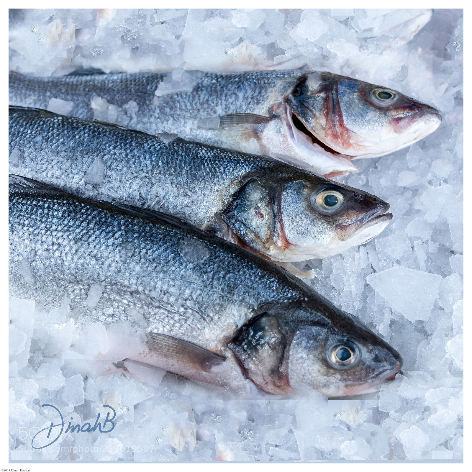 Canon EOS 70D sample photo. Fish photography