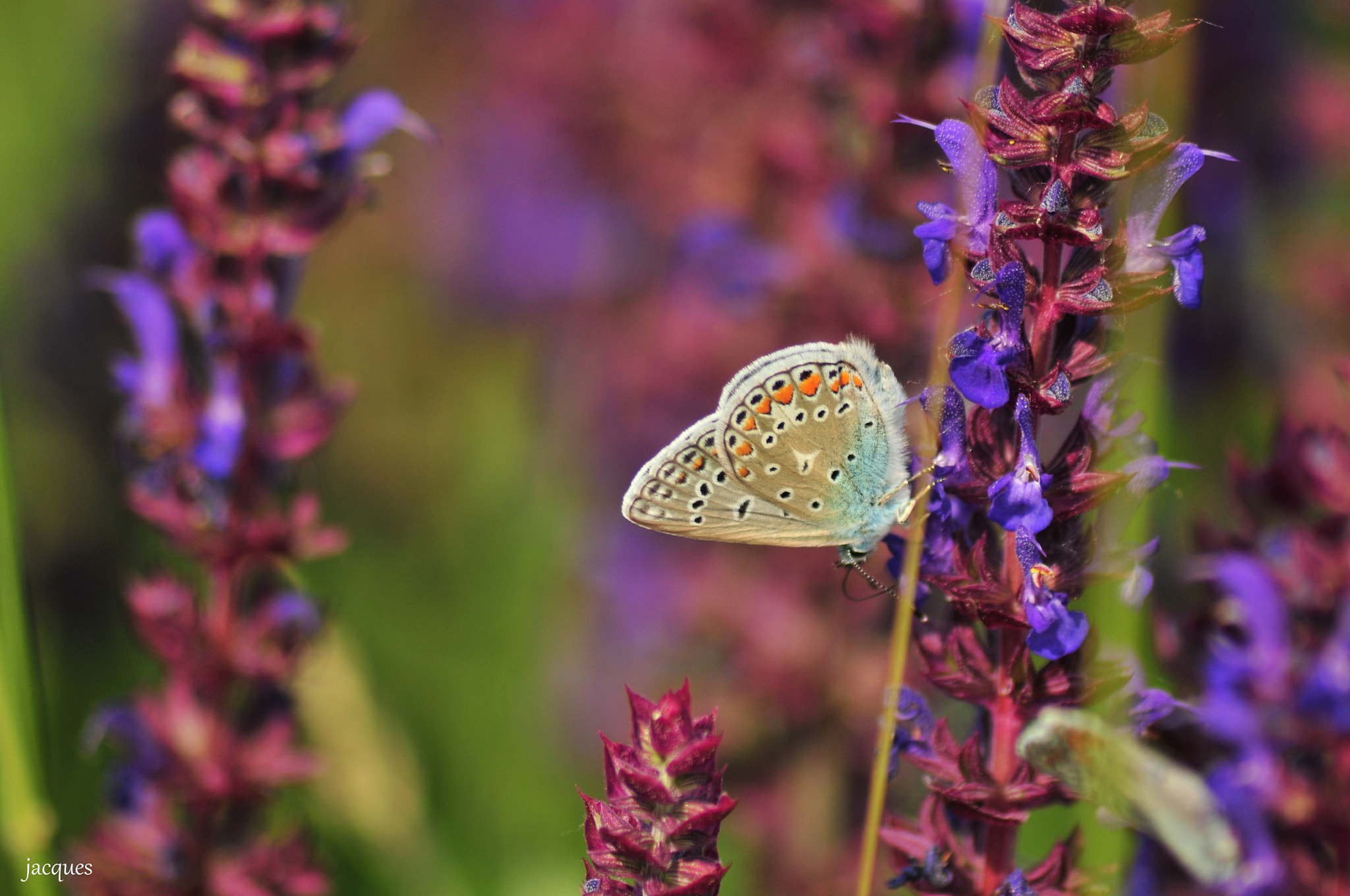 Nikon D300 sample photo. Butterfly photography