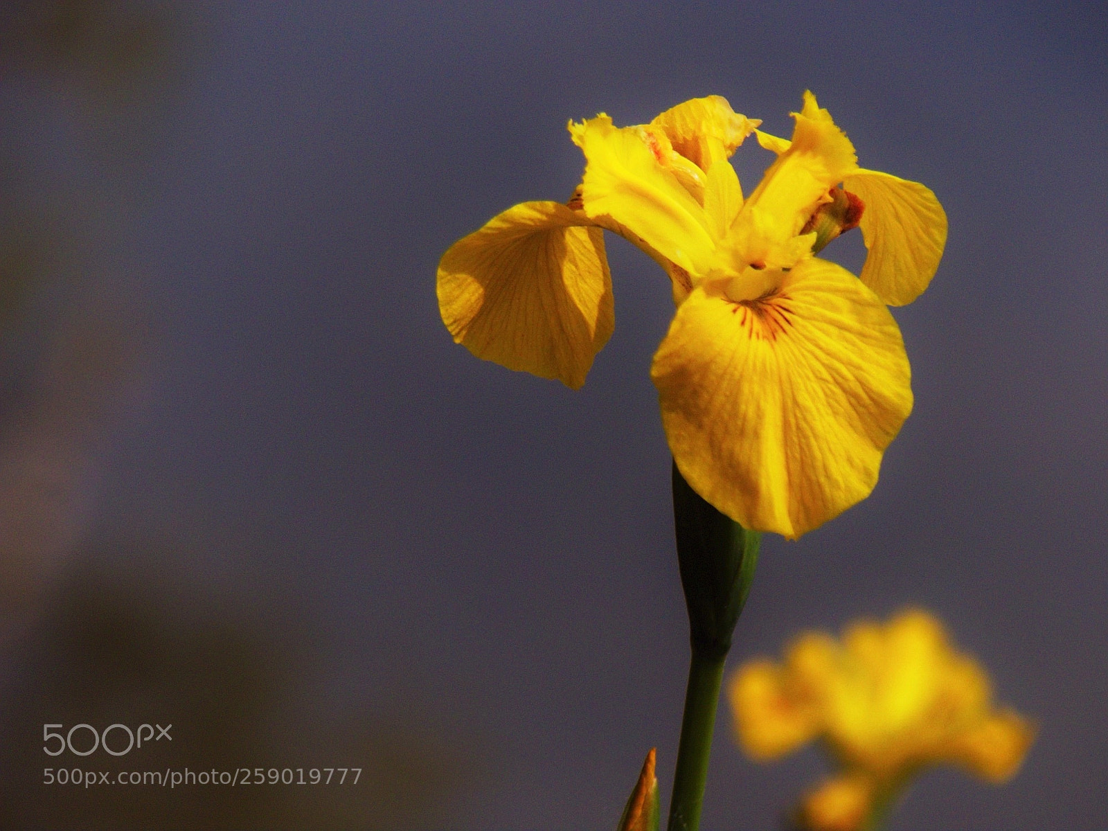 Panasonic Lumix DMC-FZ200 sample photo. Iris des marais photography