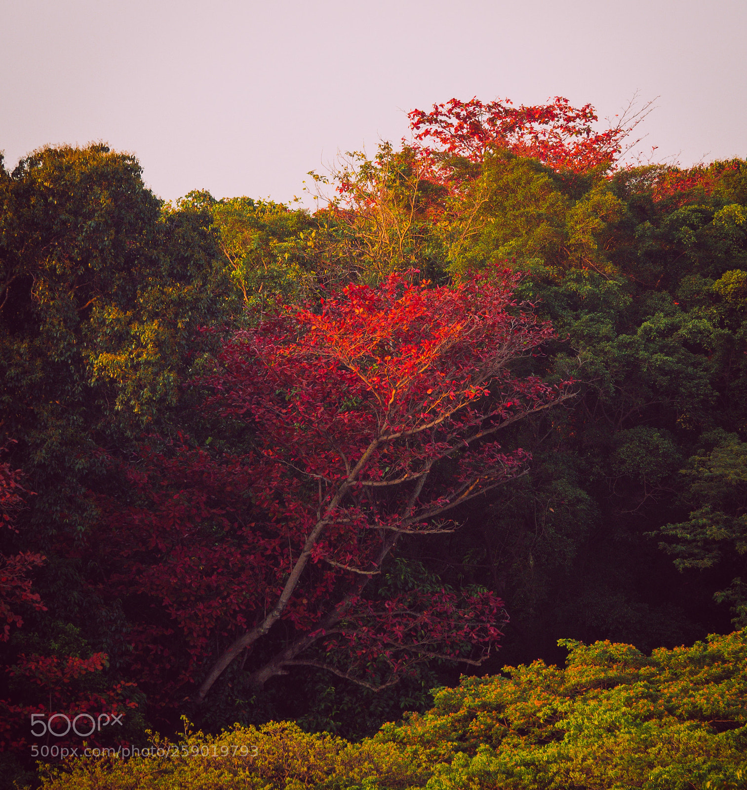 Olympus OM-D E-M10 II sample photo. Red and green photography