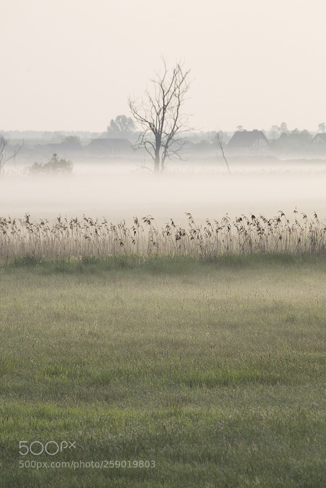Pentax K-S2 sample photo. Foggy morning photography